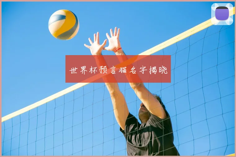 世界杯预言猫名字揭晓